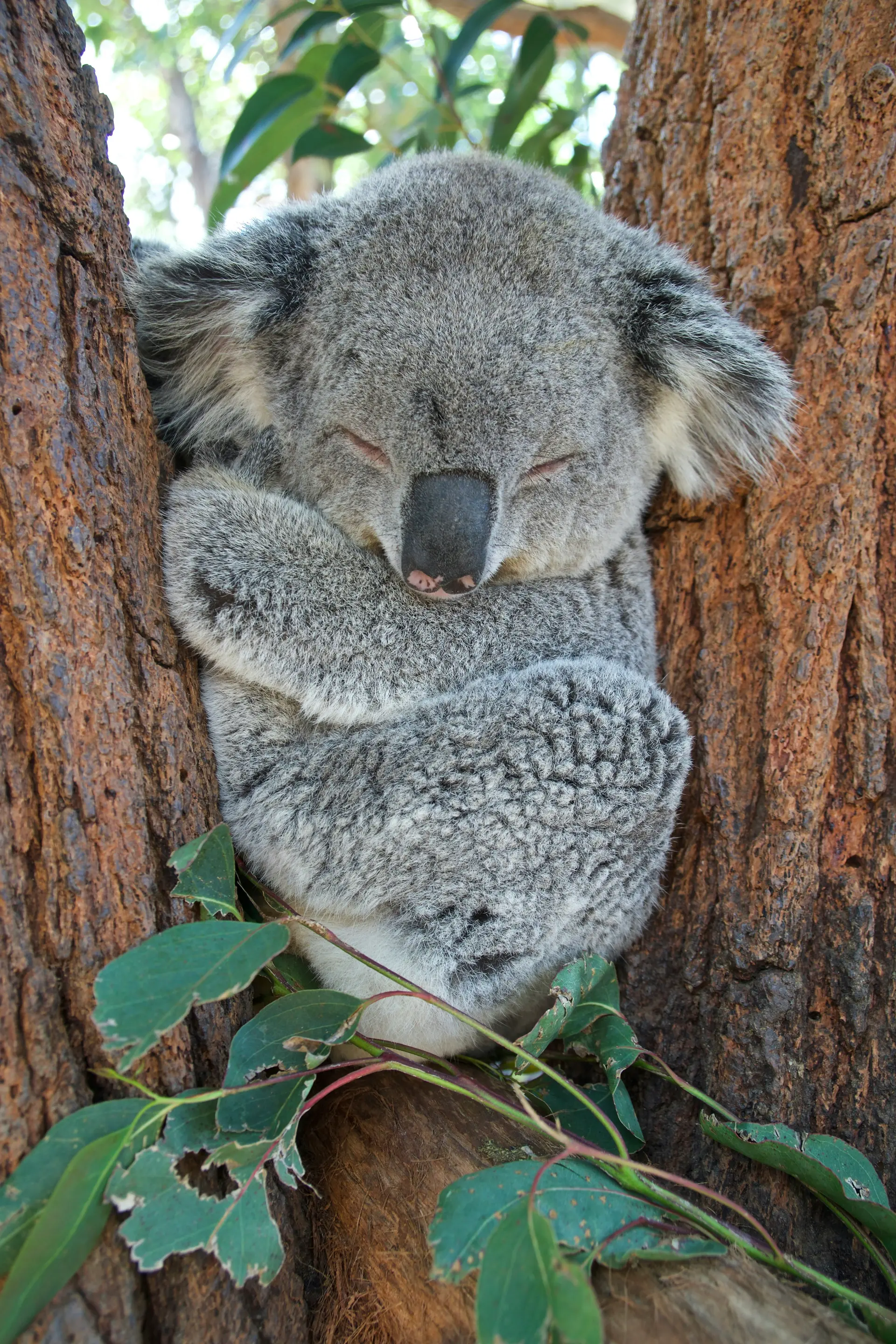 Koala sleeping in eucalyptus tree, Australian native wildlife