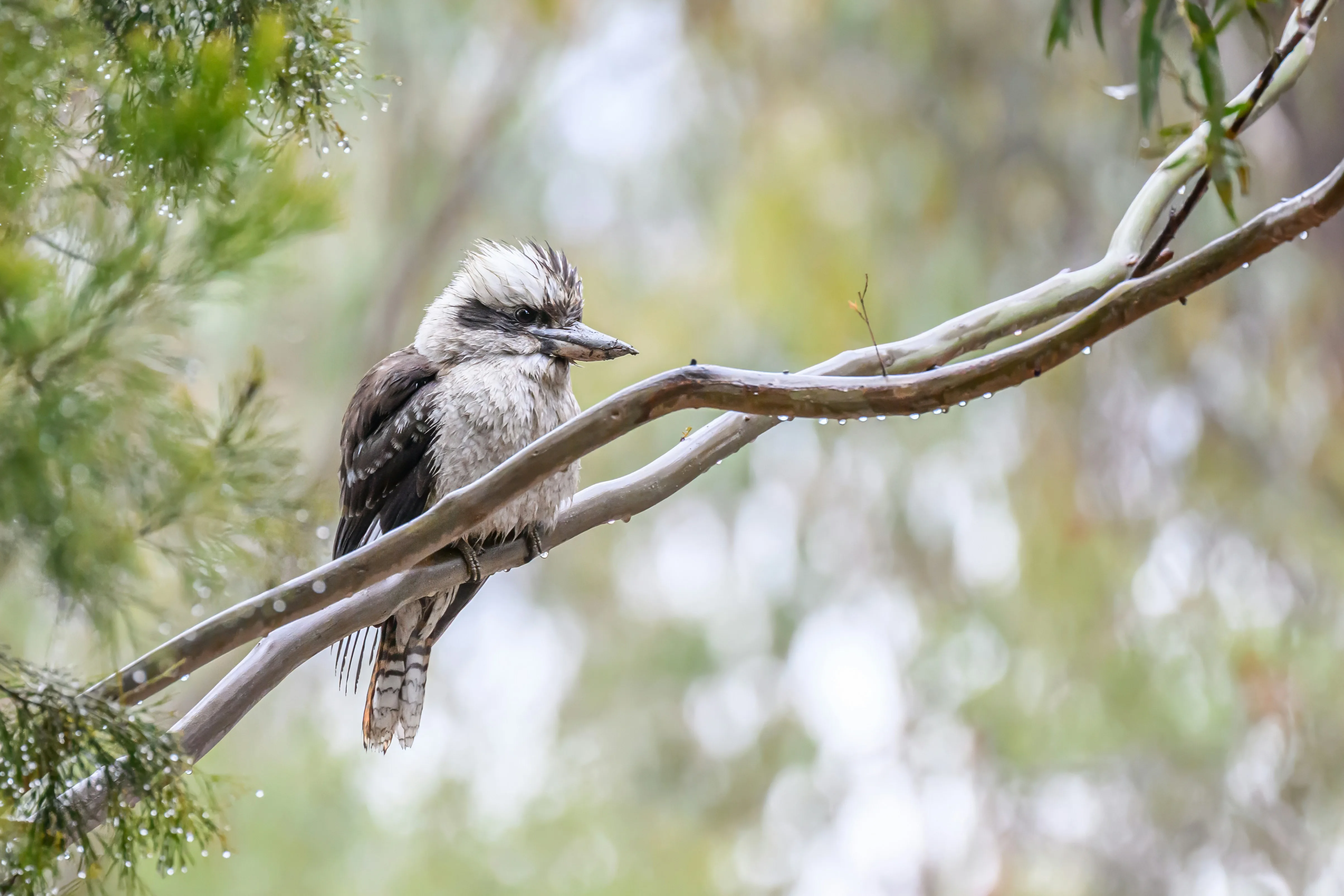 Kookaburra in native bush
